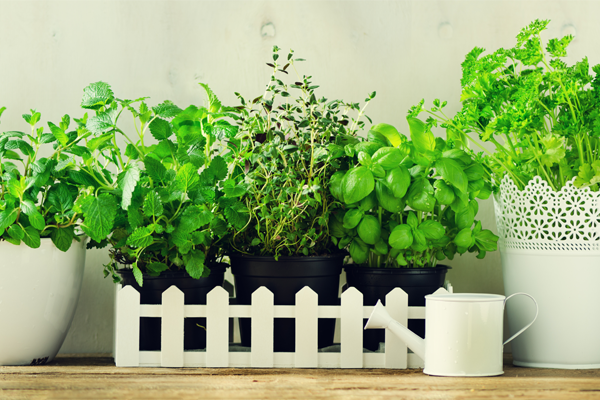 Ayurevda Plants