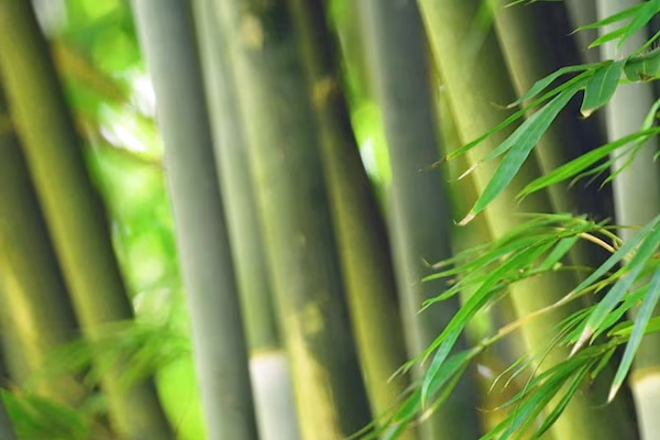 Ornamental Bamboo Plants