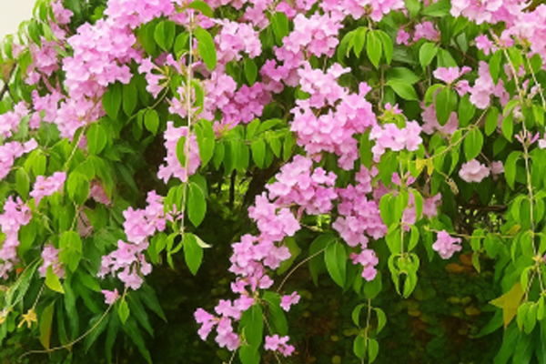 Flowering Creepers